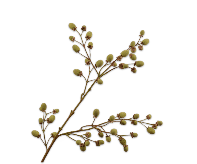 Fruittak kiwi bruin groen - Silk-ka - H102 cm