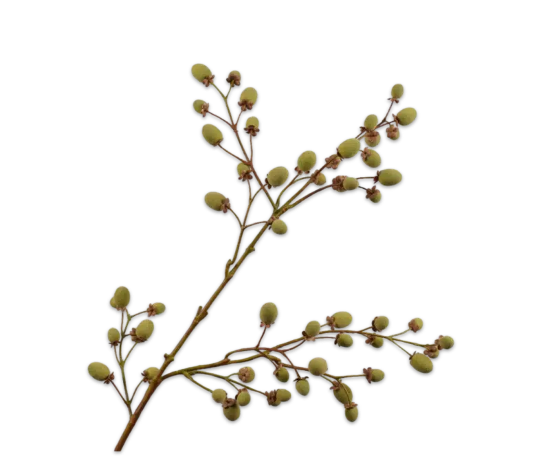 Fruittak kiwi bruin groen - Silk-ka - H102 cm