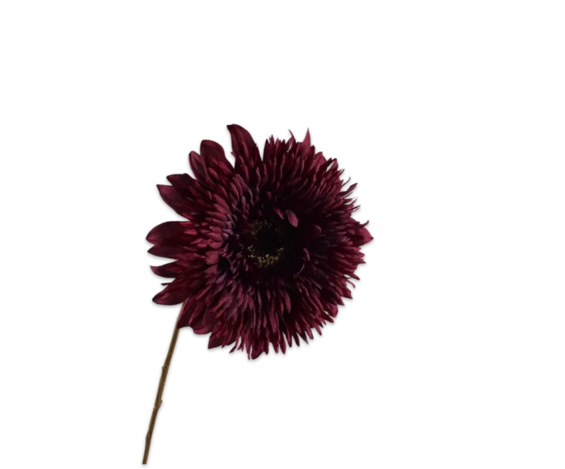 gerbera paars