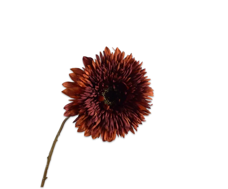 gerbera bruin