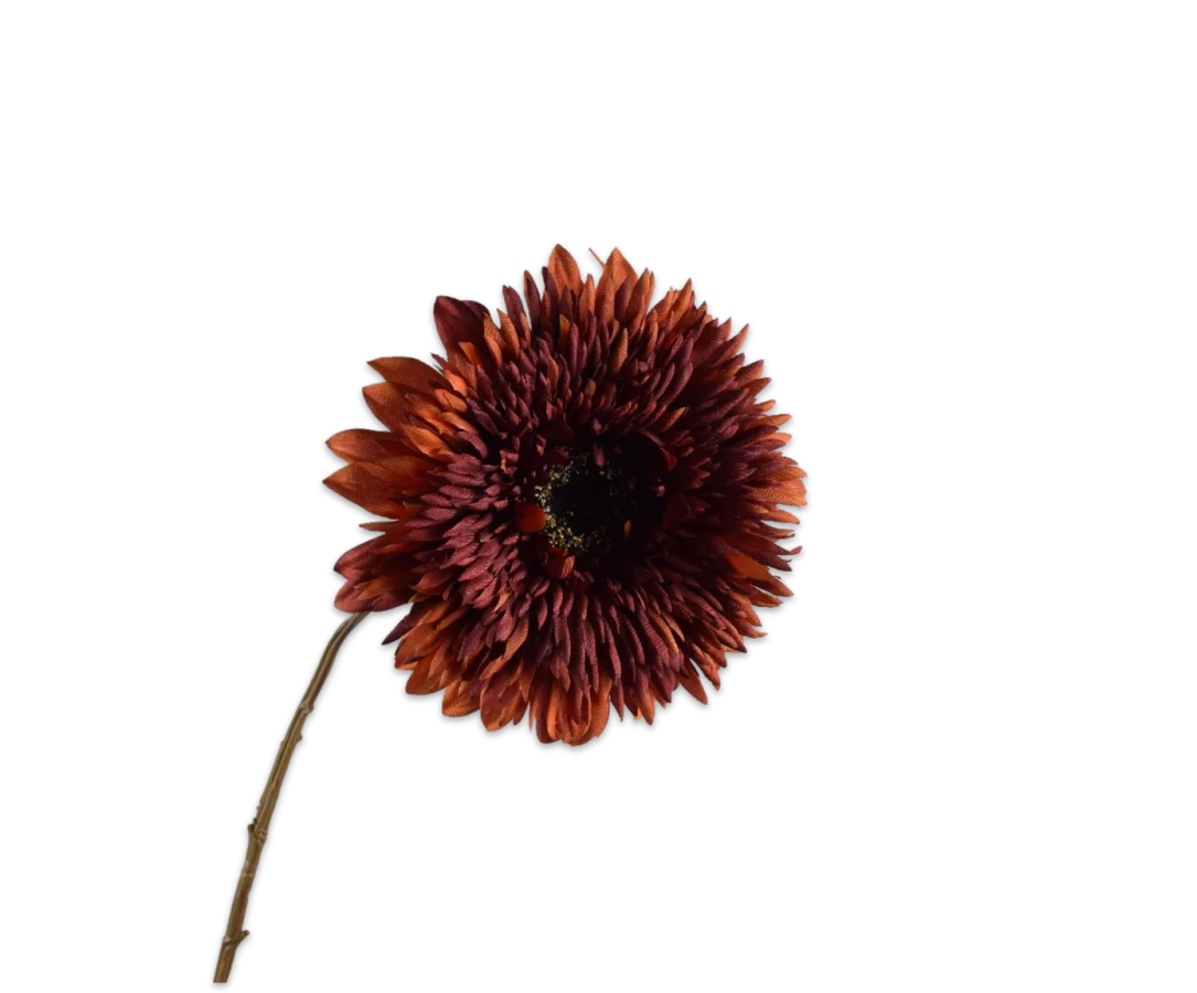 gerbera bruin