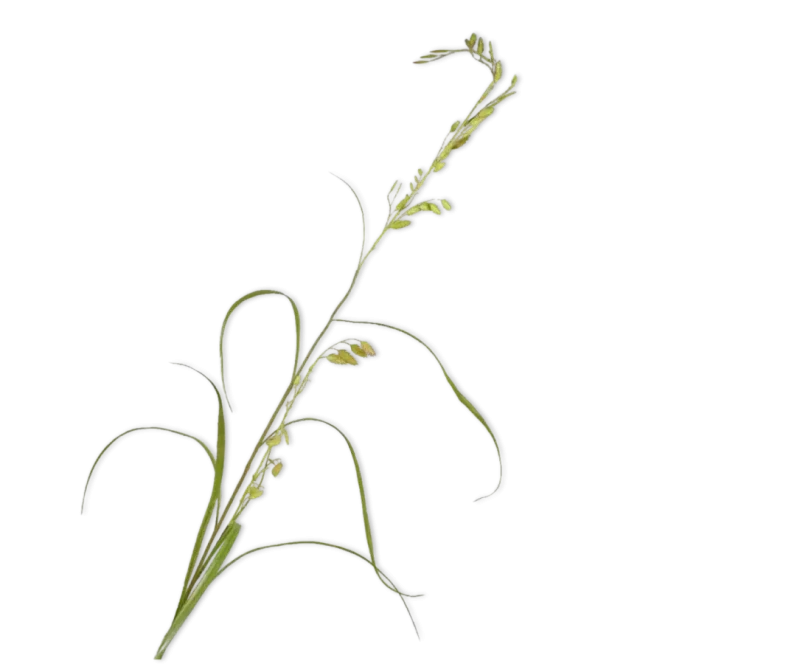 Grastak groen - Silk-ka - H156 cm