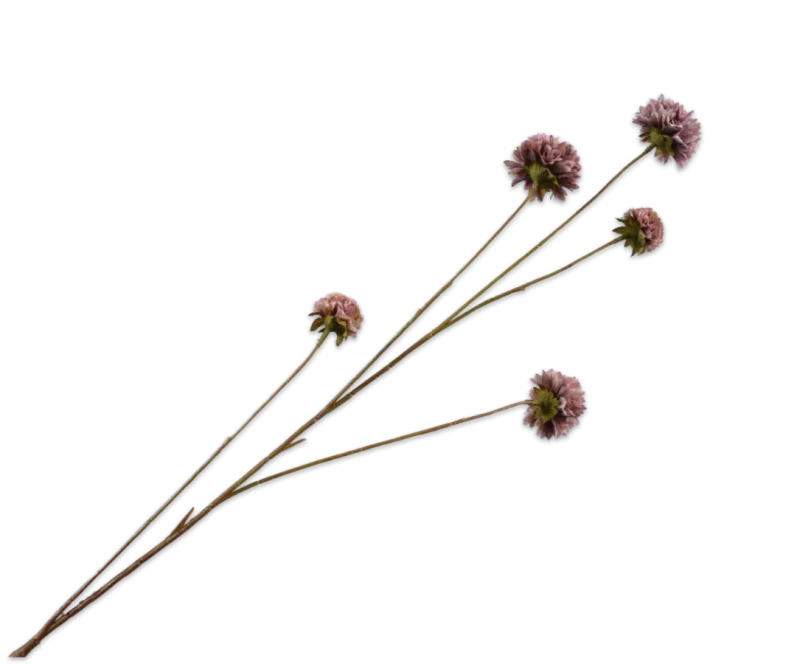 korenbloem lila