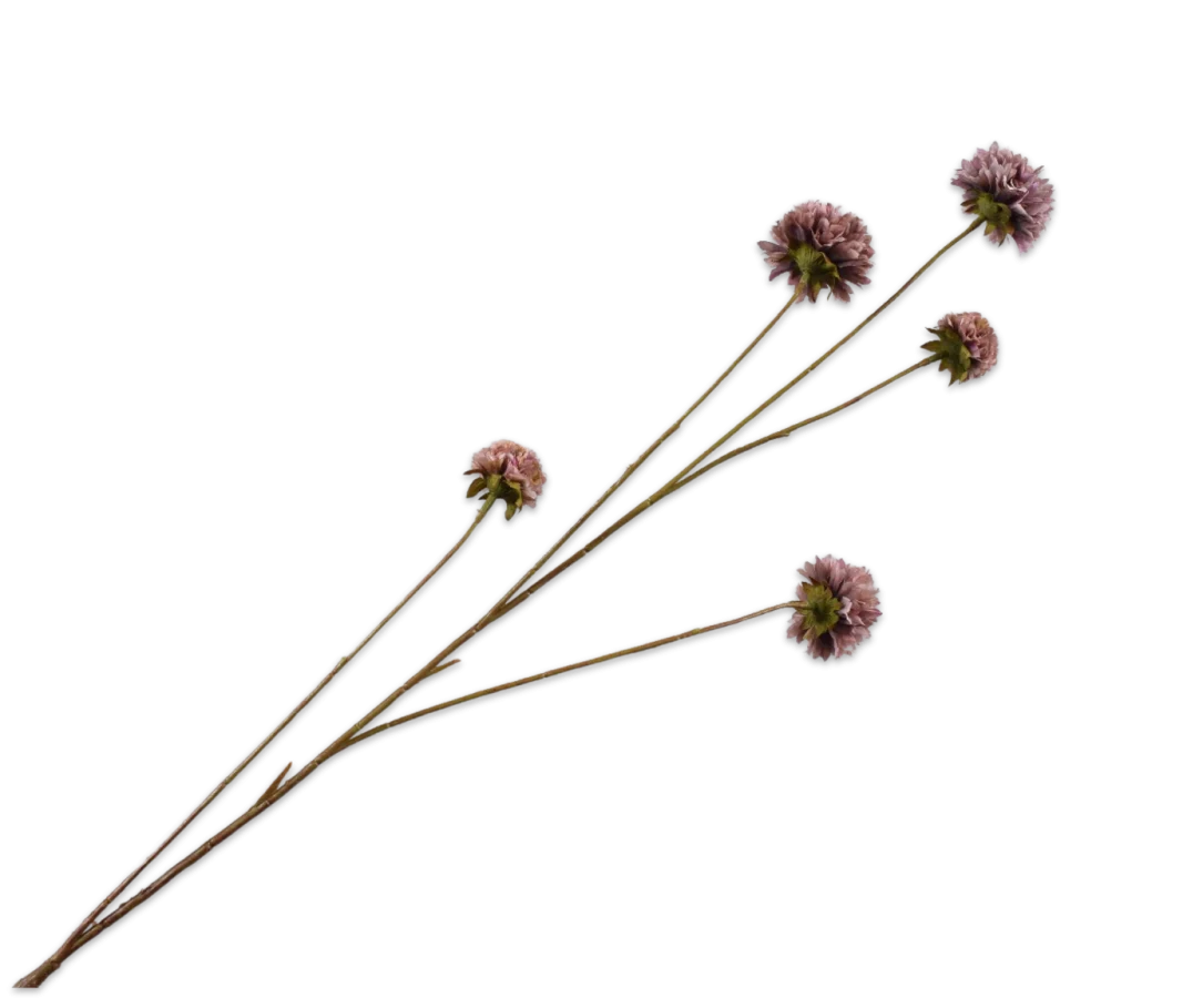 korenbloem lila