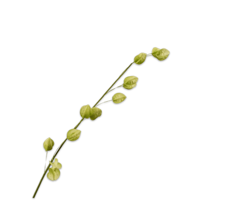 Physalis groen - Silk-ka - H93 cm