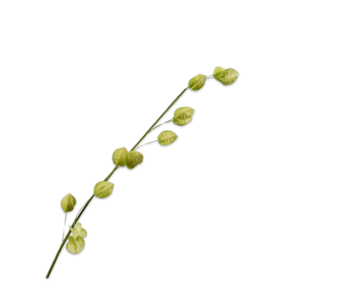 Physalis groen - Silk-ka - H93 cm