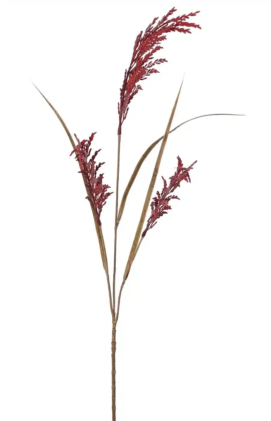 Rijsttak rood - H100 cm