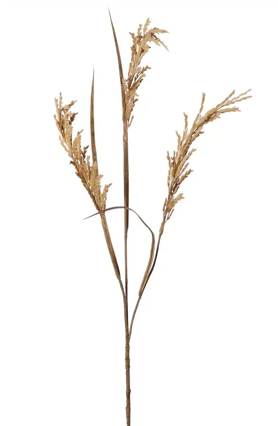 Rijsttak beige - H100 cm
