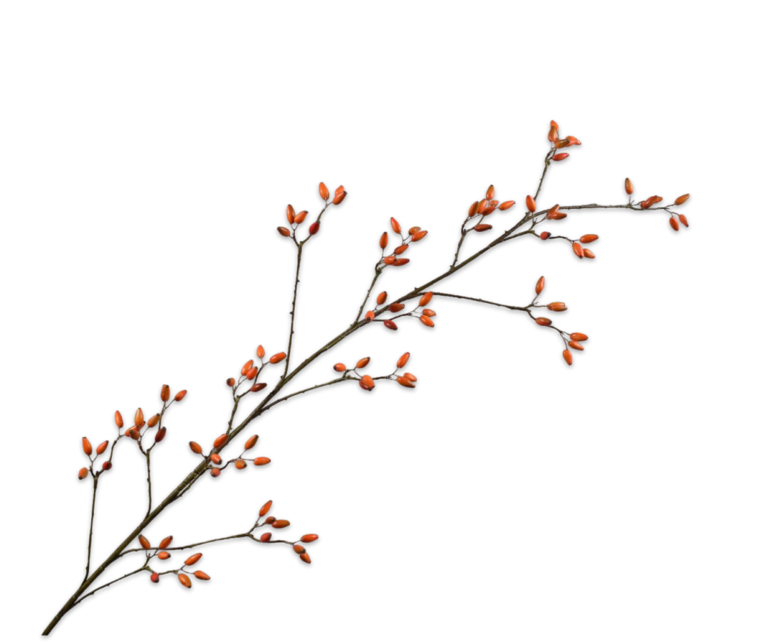 Rozenbottel oranje - Silk-ka - H147 cm