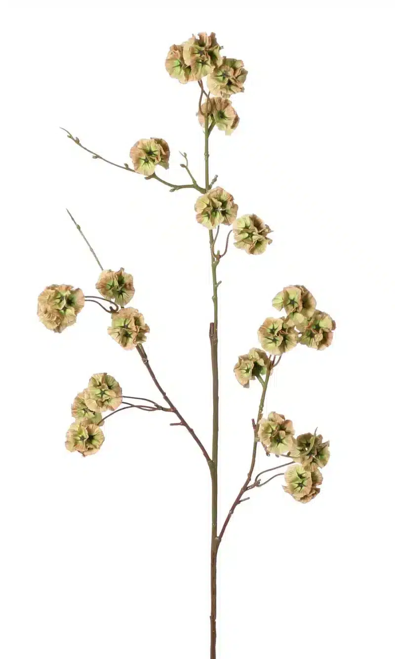 Duifkruid groen - H90 cm