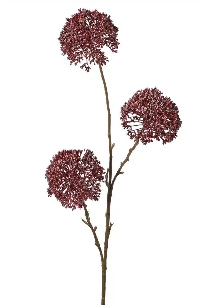 Allium bordeaux - H80 cm