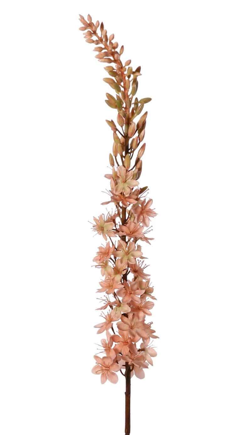 Eremurus peach - H109 cm