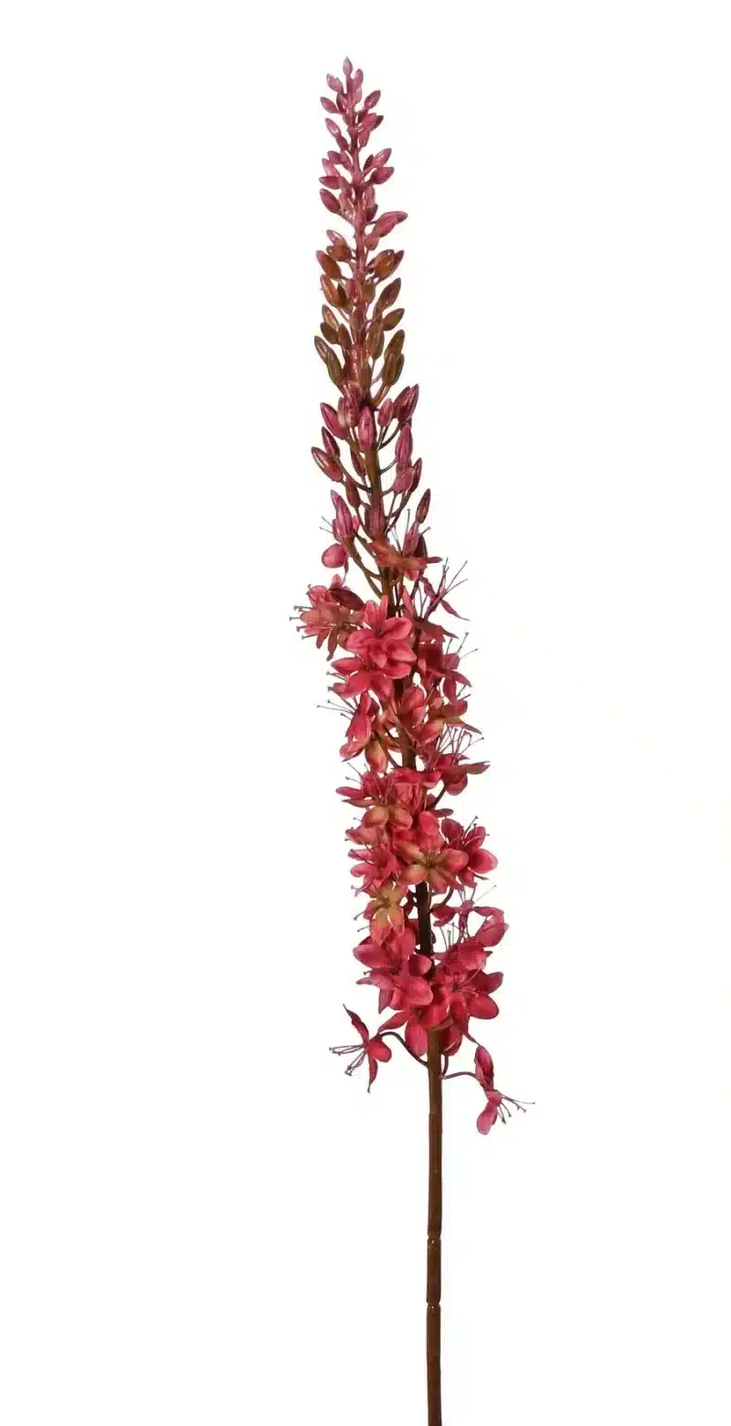 Eremurus bordeaux - H109 cm