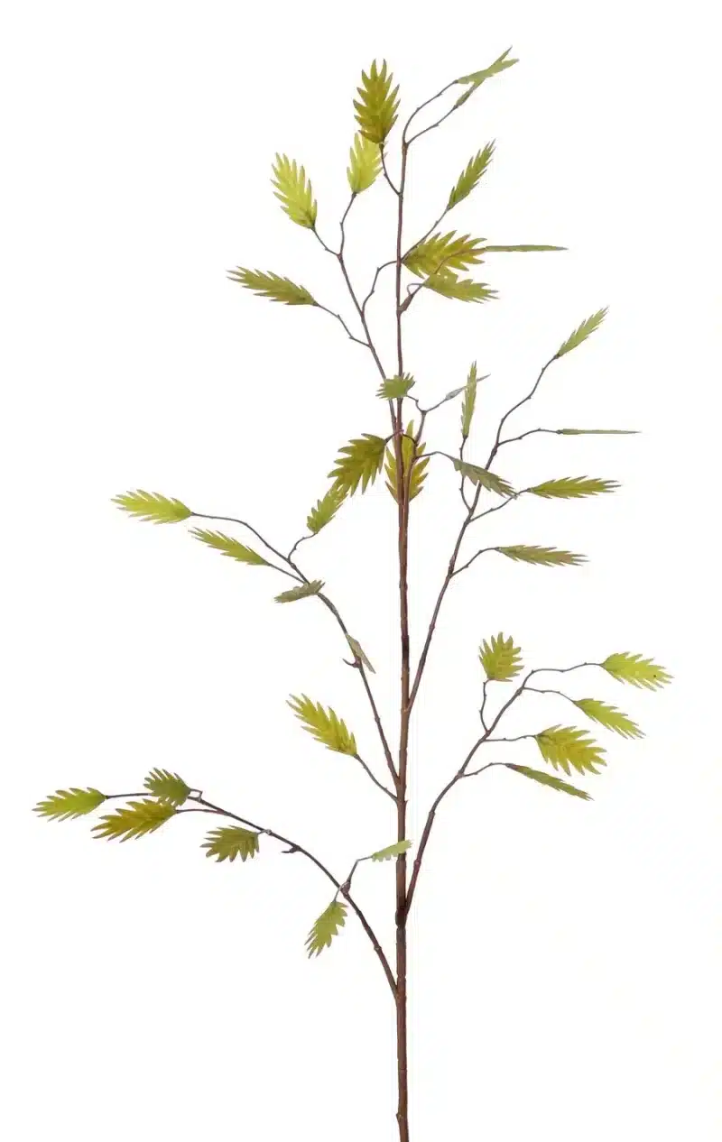 Plataargras groen - H105 cm