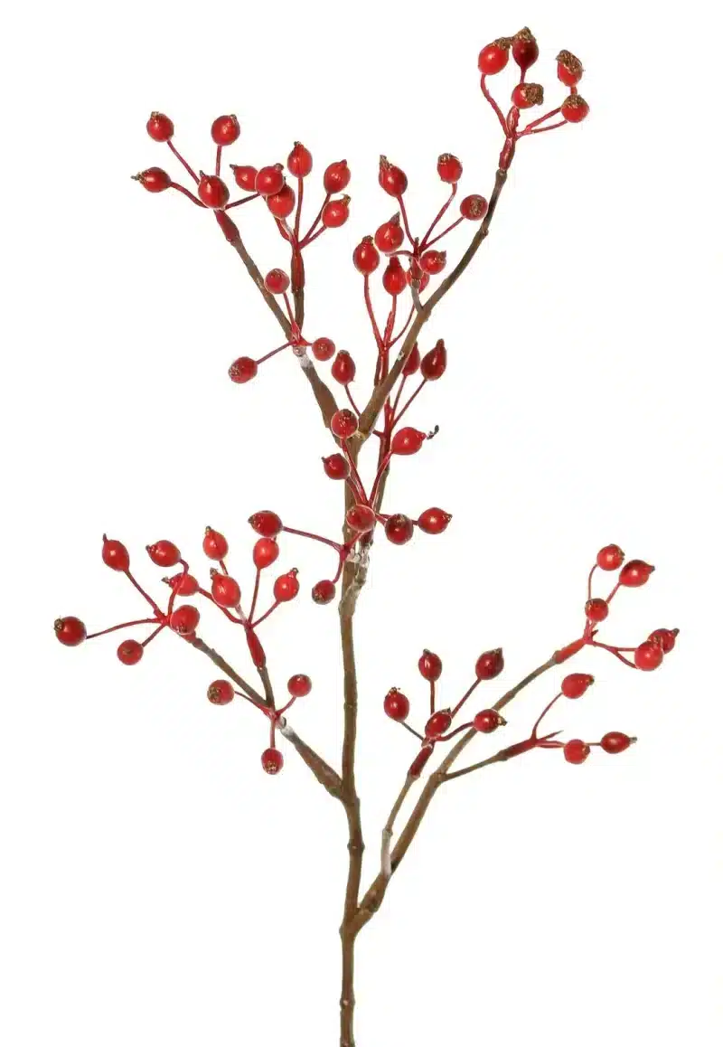 Rozenbottel rood - H62 cm