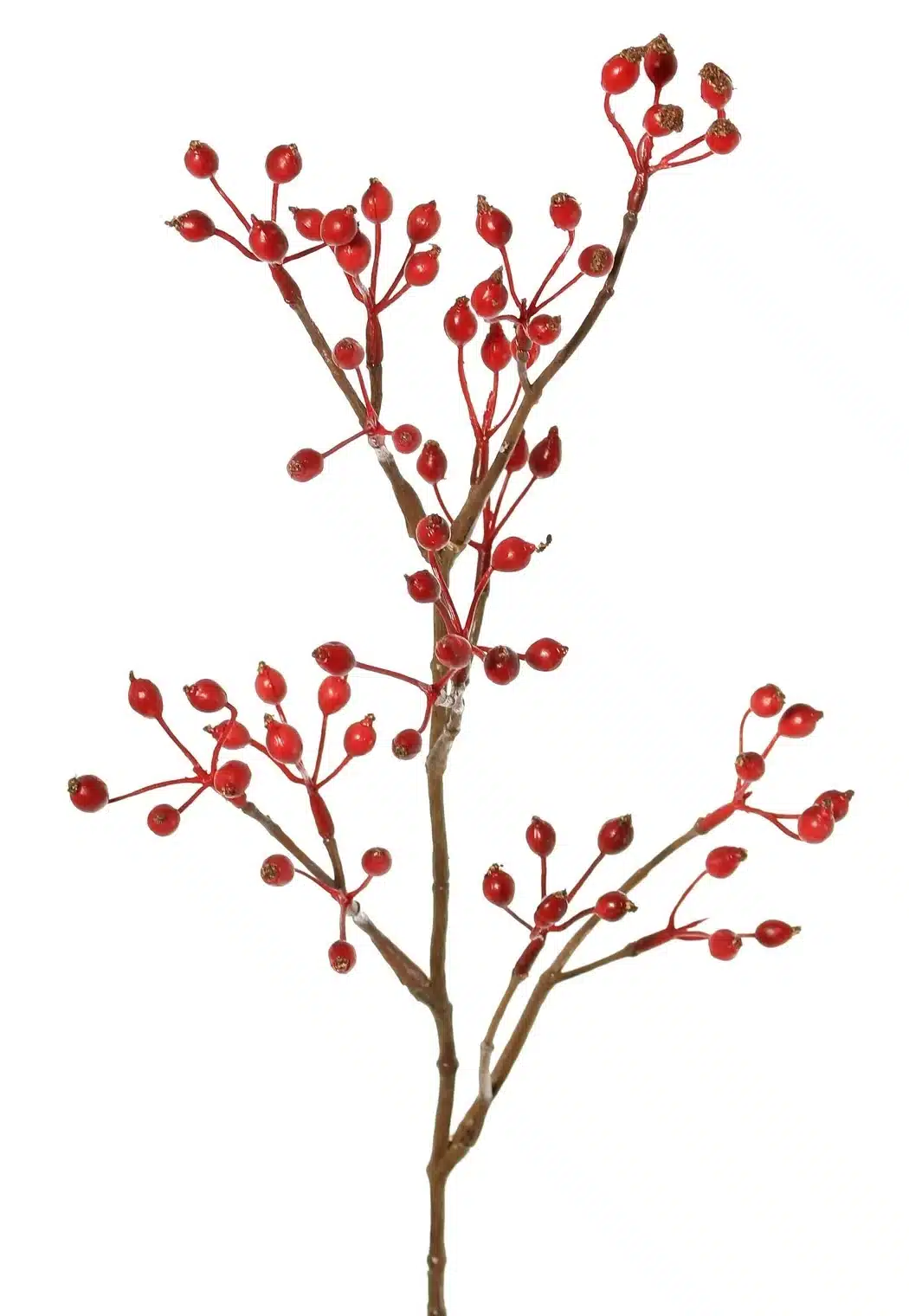 Rozenbottel rood - H62 cm